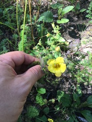 Aureolaria pedicularia
