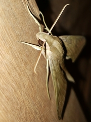 Xylophanes anubus