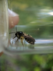 Andrena robervalensis