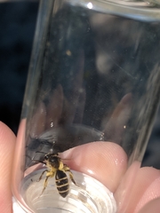 Andrena robervalensis