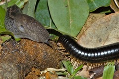 Doratogonus infragilis