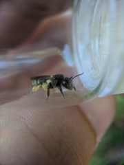 Andrena robervalensis