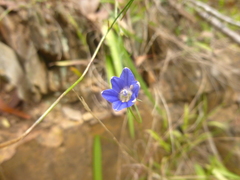 Wahlenbergia luteola