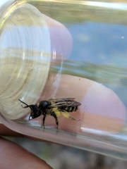 Andrena robervalensis