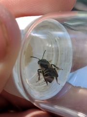 Andrena robervalensis