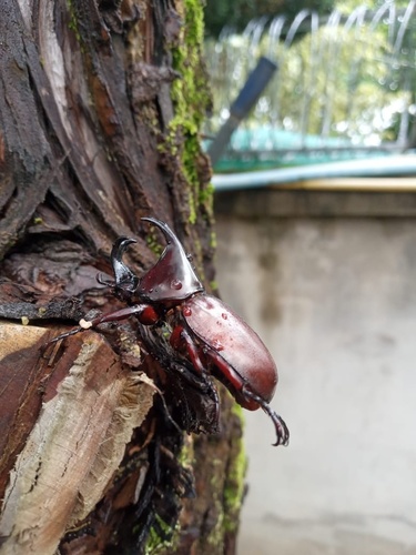 Siamese Rhinoceros Beetle