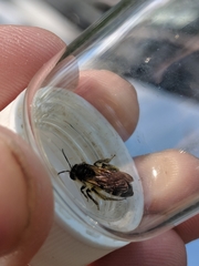 Andrena robervalensis
