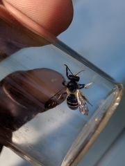 Andrena robervalensis