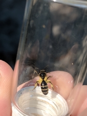 Andrena robervalensis