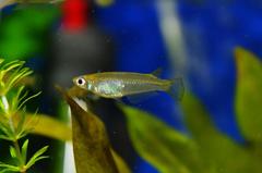 Oryzias curvinotus