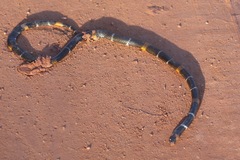 Micrurus hemprichii