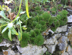 Selaginella tamariscina