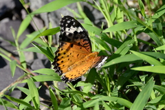 Argynnis hyperbius