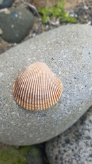 Clinocardium nuttallii