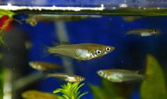 Oryzias curvinotus
