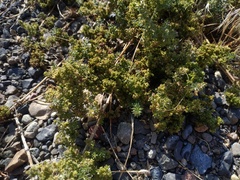 Galium humifusum