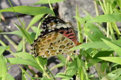 Argynnis hyperbius