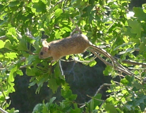 Mexican Woodrat