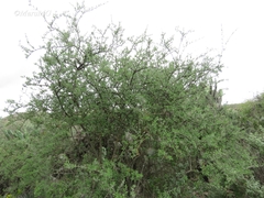 Forestiera tomentosa