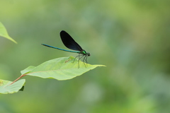 Matrona basilaris