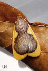 Prooedema inscisalis