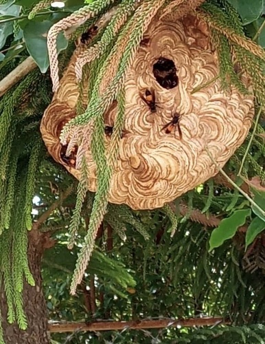 Lesser Banded Hornet