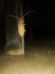 Celosterna scabrator