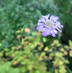 Scabiosa lachnophylla