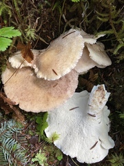 Albatrellus avellaneus