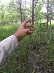 Juncus dichotomus