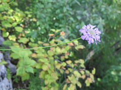 Scabiosa lachnophylla