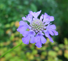 Scabiosa lachnophylla