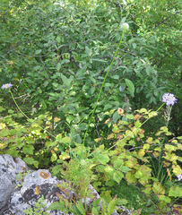 Scabiosa lachnophylla