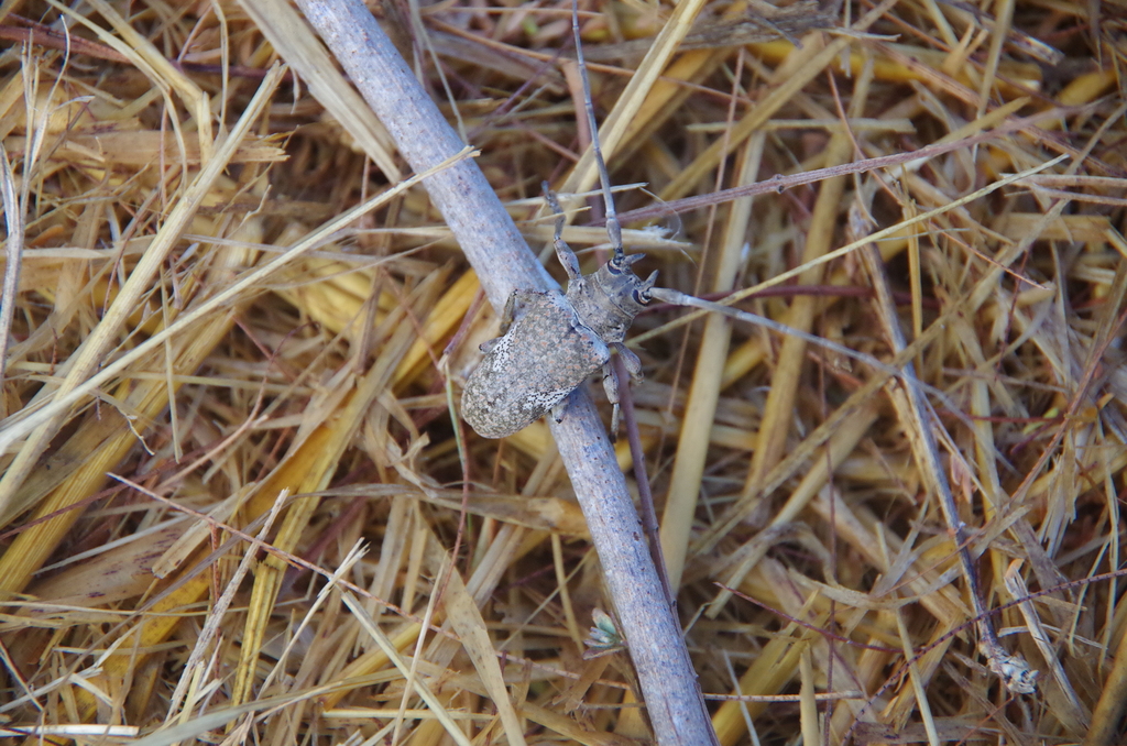 Lochmaeocles cornuticeps