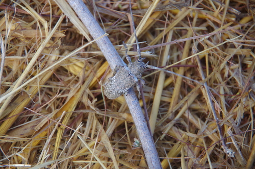 Lochmaeocles cornuticeps