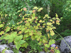 Physocarpus amurensis