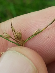 Juncus dichotomus