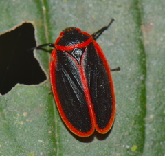 Iphirhina limbata