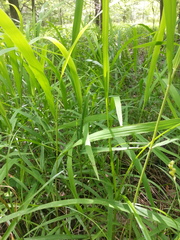 Leersia