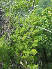 Juniperus rigida