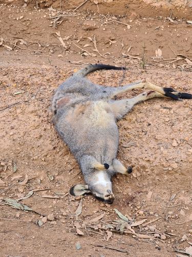 クロテワラビー