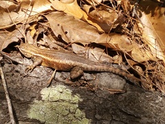 Sceloporus licki