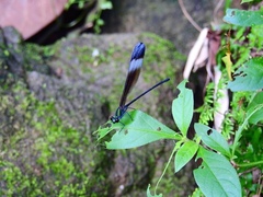 Psolodesmus mandarinus