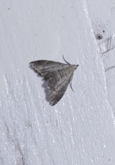 Diplopseustis perieresalis