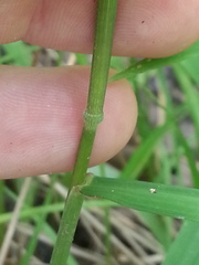 Leersia
