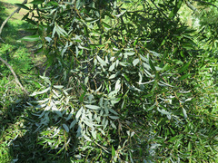 Salix pierotii