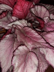Begonia rex-cultorum