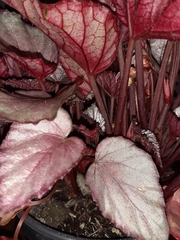 Begonia rex-cultorum