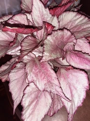 Begonia rex-cultorum