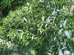Salix pierotii